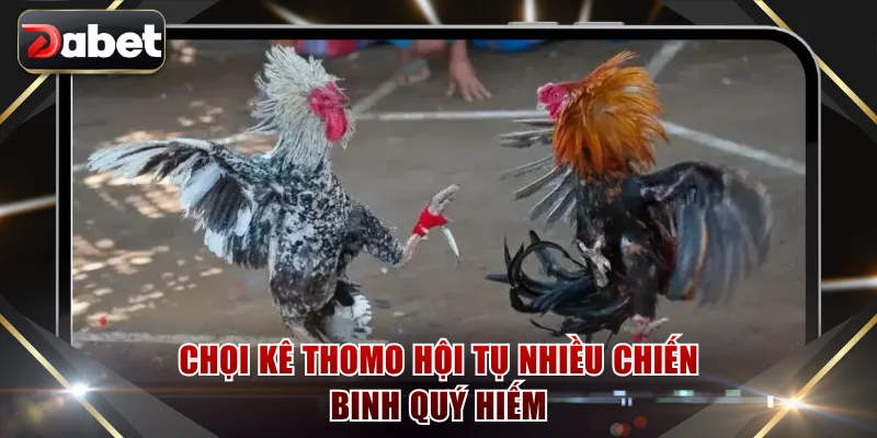 Chọi kê Thomo hội tụ nhiều chiến binh quý hiếm