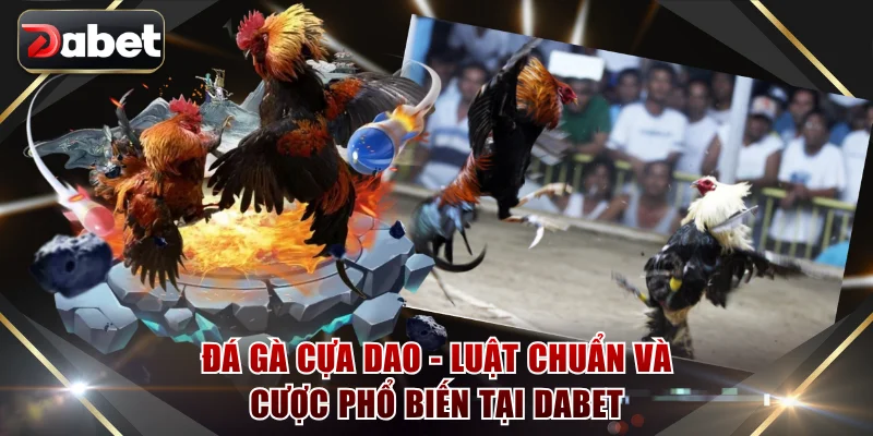 Đá gà cựa dao