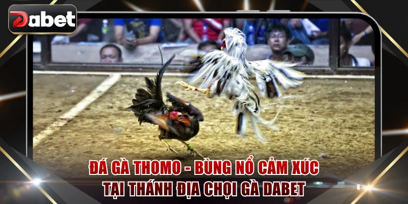 Đá gà Thomo