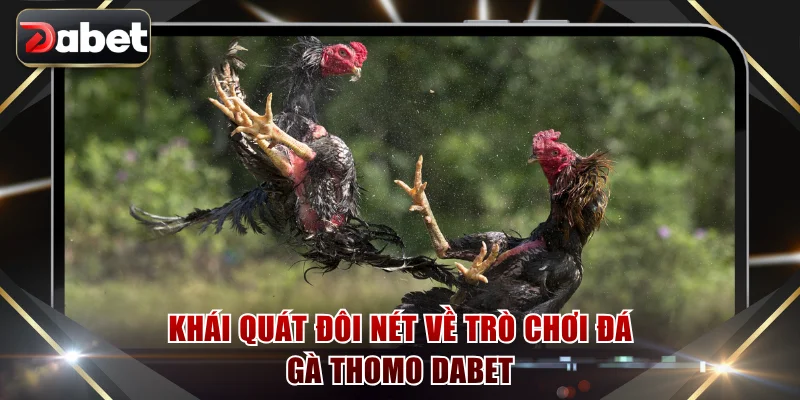 Khái quát đôi nét về đá gà Thomo DABET