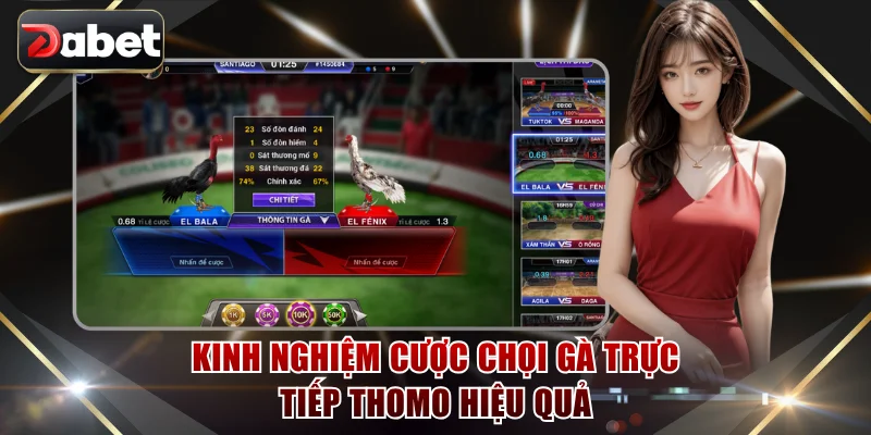 Kinh nghiệm cược chọi gà trực tiếp Thomo hiệu quả
